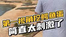 感受一下第一视角挖鳄鱼皮带，好像也并不可怕！#鳄鱼养殖场 #鳄珍 #鳄鱼皮带 