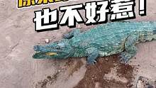 你的皮带很有脾气哦！#鳄珍 #鳄鱼养殖场 #鳄鱼皮带 #农村生活 