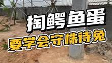 鳄鱼妈妈也是无奈了…蛋下着下着就没了…#鳄珍 #鳄鱼养殖场 #鳄鱼皮带 