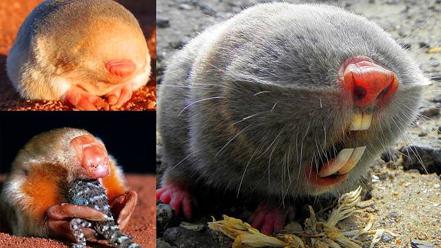 这三只鼠鼠到底谁抄袭了谁?鼹形鼠,金毛鼹鼠,袋鼹.