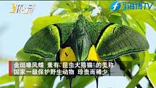 永安天宝岩国家级自然保护区监测到素有“昆虫大熊猫”美称的金斑喙凤蝶。#现场#永安#金斑喙凤蝶 