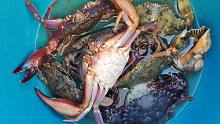 赶海抓螃蟹的季节到了，大个的赤甲红太多了，实现螃蟹自由了
