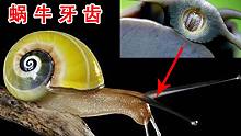 蜗牛真的有25600颗牙齿吗？我们来数一数，结果惊掉下巴！