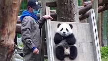熊猫宝宝：养大一位饲养员真是太不容易了