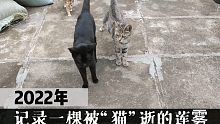 80平楼顶果园，一只流浪猫毁了一棵丰产果树，究竟怎么回事？