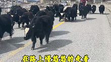 房车游西藏，偶遇两群牦牛过马路
