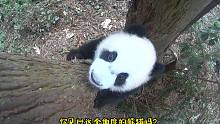 你见过这个角度的熊猫爬树吗？