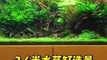 2.4米水草缸造景，将大自然带回家真好#水草缸 #水草造景 #草缸造景 #养鱼日记 #鱼缸造景 #造