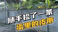 一起进鳄鱼池里，随手就能捡条鳄鱼腰带哦！#鳄珍 #鳄鱼皮带 #鳄鱼养殖场 