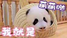 熊猫幼崽，谁能不爱？