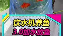 饮水机养鱼3.0，加水放鱼，观察一下还有没有漏水的地方！#水族 