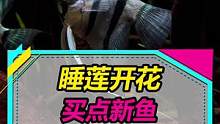 睡莲开花了，买点便宜又好看的鱼～#睡莲 #观赏鱼 
