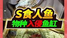 450块的S属黒食入侵原生缸，罗汉鱼惨遭缺氧之灾，幸亏有了这家伙 #水族 #s属食人鱼 #罗汉鱼