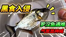 450块的S属黒食入侵原生缸，罗汉鱼惨遭缺氧之灾，幸亏有了这家伙