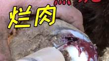 漏蹄冲出红脓、黑泥、烂肉，怪不得三条腿走路，交换的驴赔一千！#来抖音学农技 #新农人计划2022 #