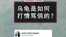 你有见过乌龟求偶时“打情骂俏”的样子吗？这小手手拍的，搞笑的同时还带有一点点呆萌#动物 #涨知识 #