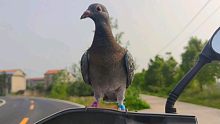 闲置了两个星期的鸽子，看看飞的咋样！顶着8级大风，辛苦了！