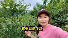 湖南美女农村创业学着种桃，结果被骗了，感慨农业就是坑，亏惨了