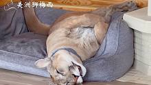 美洲狮睡姿挑战！