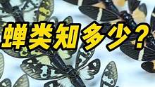 #好样说虫子 简直了！原来蝉有这么多这么多种。