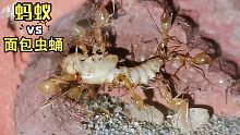 当面包虫蛹掉进蚂蚁洞，大战瞬间爆发！谁能干过谁？