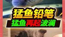 1米5凶残猛鱼缸再起波澜，S属食人鱼单挑100条原生鱼，场面震惊了 #原生鱼 #S属食人鱼 #铅笔雷