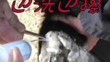 蹄子毛刮掉边洗边擦，栽蹄儿肿问题严重一瘸一拐，要是人早完蛋了#来抖音学农技 #毛驴修蹄