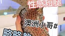猫猫教和汪汪教之略略教！同城扩列，小短腿来偶遇#奇妙的动物 #蜥蜴 #萌宠 #蓝舌石龙子 #爬宠 