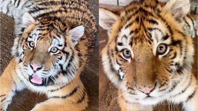 小老虎撒娇,发出最强小奶音!