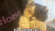 这么可爱的加菲猫就这么被丢掉了