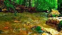 每天听大自然潺潺流水声和鸟声，阿尔法脑波音乐，放松解压，快速入睡。 #聆听大自然的声音 #助眠 #阿