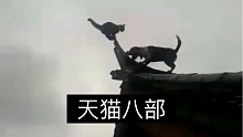 猫咪的迷惑行为 天喵八部”