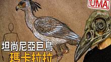 非洲坦尚尼亚神秘巨鸟「玛卡拉拉」，班图人酋长头上的玛卡拉拉头骨头盔，象徵击倒牠后的至高无上勇士地位，