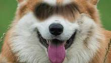 这到底像什么