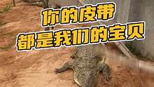 您的皮带，都是我们的宝贝哦！
#鳄鱼养殖场 #鳄鱼皮带 #鳄珍 