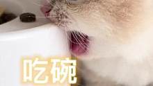老二：别管我啦，我爱吃硬菜#小奶猫的成长日记