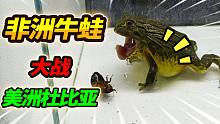 450元一只的非洲牛蛙，对抗8只美洲杜比亚，种族劲爆战争一触即发
