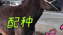 乌头驴配种一次就拐了！无缘无故真少见，修蹄看看到底咋回事？#来抖音学农技 #新农人计划2022 #毛