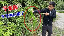 千金藤你认识吗？农村这4种植物长似跟它十分相似，千万别认错了