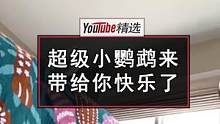 这是一只有着超级英雄梦的小鹦鹉，他今天的工作是给你带来快乐#宠物 #可爱 #鹦鹉  