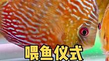 本来想来点仪式感，结果尴尬了……
#观赏鱼 #七彩神仙鱼 #热带鱼 #野彩
