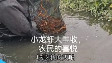 河塘放地笼抓小龙虾，这环境不出虾都难！大丰收真安逸