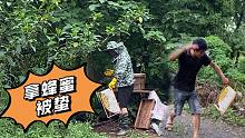 广西小伙蜂箱取蜂蜜,当拿蜜出来那一刻，被蜜蜂追着咬太搞笑了