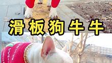 #有萌宠 #家有小法斗 滑板狗牛牛