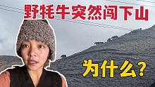 20多头野牦牛突然下山！往常都是8月才来找对象，这次是咋回事？