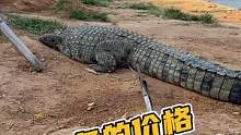 用罗非鱼的价格买一条皮带，值不值？#鳄鱼养殖场 #鳄鱼皮带 #鳄珍 