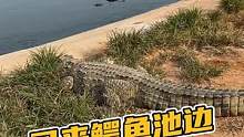 你的皮带又被逗急了！#鳄珍 #鳄鱼养殖场 #鳄鱼皮带 