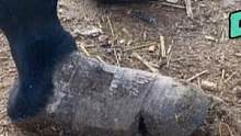 疆驴蹄子干裂夹刀咯嘣响！满脚血泡裹渣子，修理破鞋立马轻松了！#来抖音学农技 #新农人计划2022 #