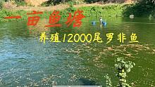 老林高密度养殖，一亩鱼塘放12000尾罗非鱼，养大再喂脆肉罗非