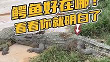 为什么你的鳄鱼皮具有伤痕？#鳄鱼养殖场 #鳄珍 #鳄鱼皮带 